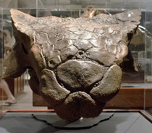 Ankylosaurus magniventris